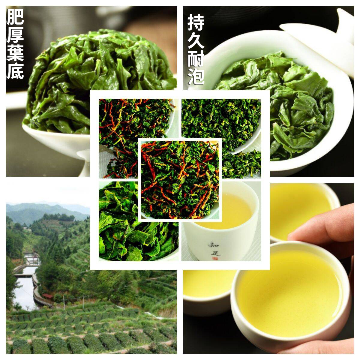 【汀和大福】【特級紅芯歪尾鐵觀音】新茶鐵觀音毛茶帶梗蘭花香, 老師傅手作 優選精品,味道濃香!【購買1000g及以上即送新茶250g】 【汀和大福】【特級紅芯歪尾鐵觀音】新茶鐵觀音毛茶帶梗蘭花香, 老師傅手作 優選精品,味道濃香!【購買1000g及以上即送新茶250g】